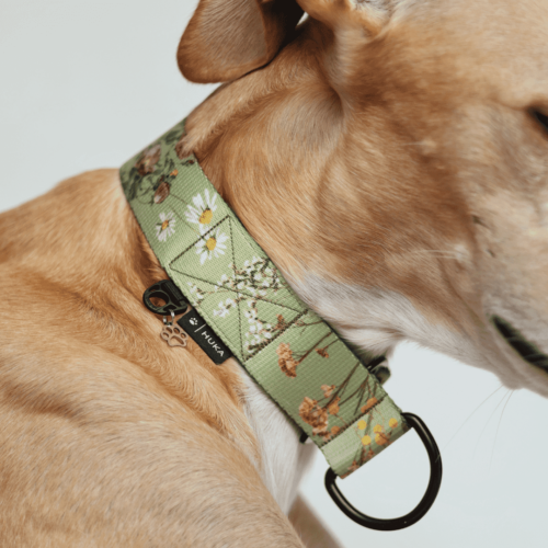 9a Obroża półzaciskowa dla Charta