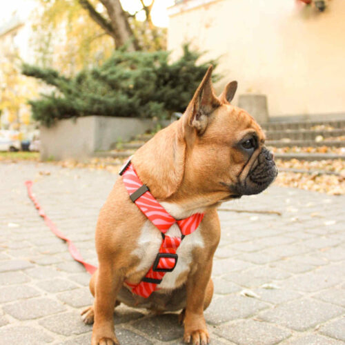 IMG_1806 Szelki quard Buldoga Francuskiego