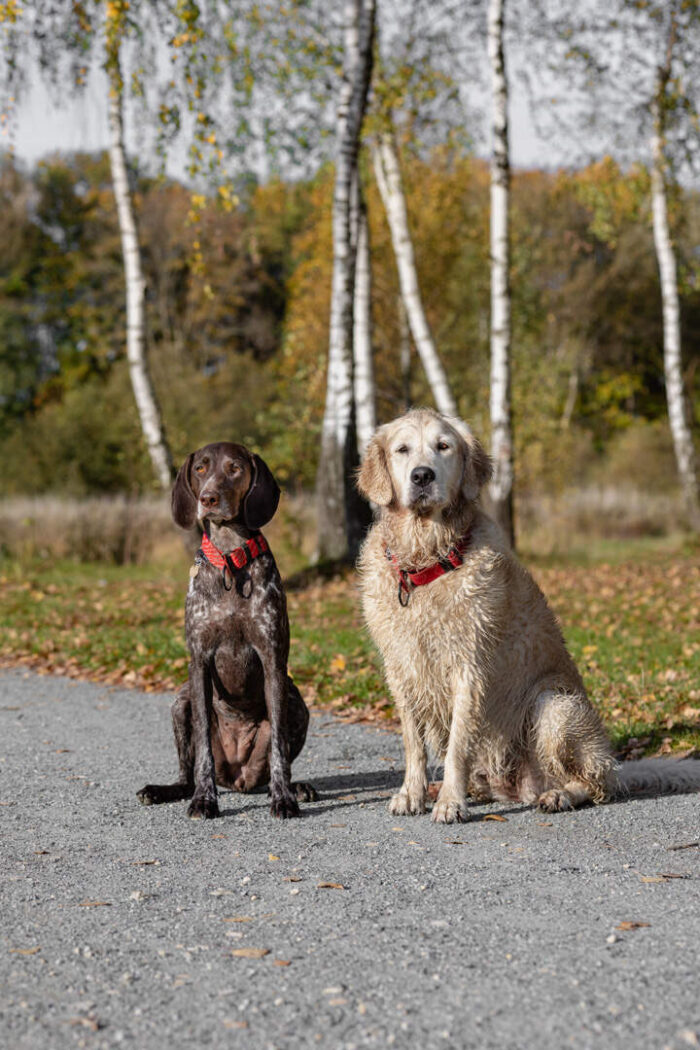IMG_9227-2-2 Obroża półzaciskowa