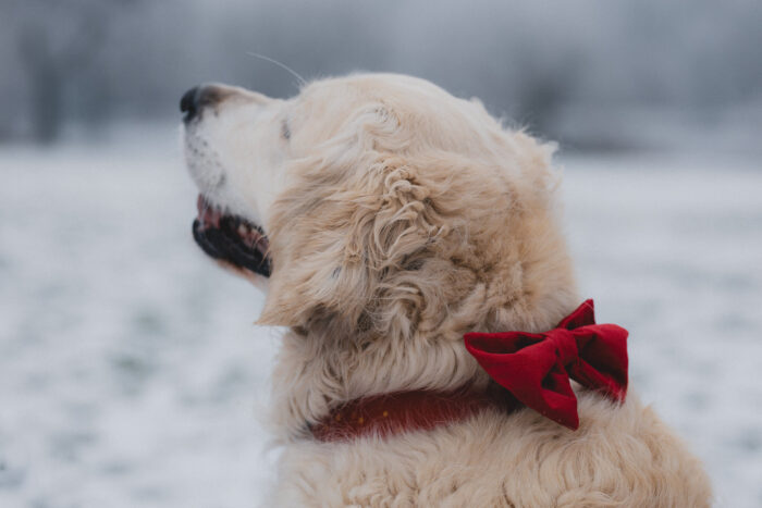 Kokardka świąteczna