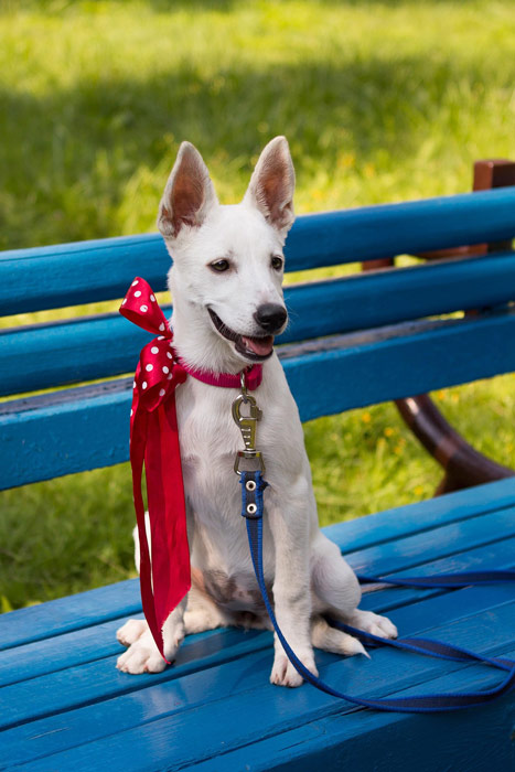 Smycz dla psa w mieście