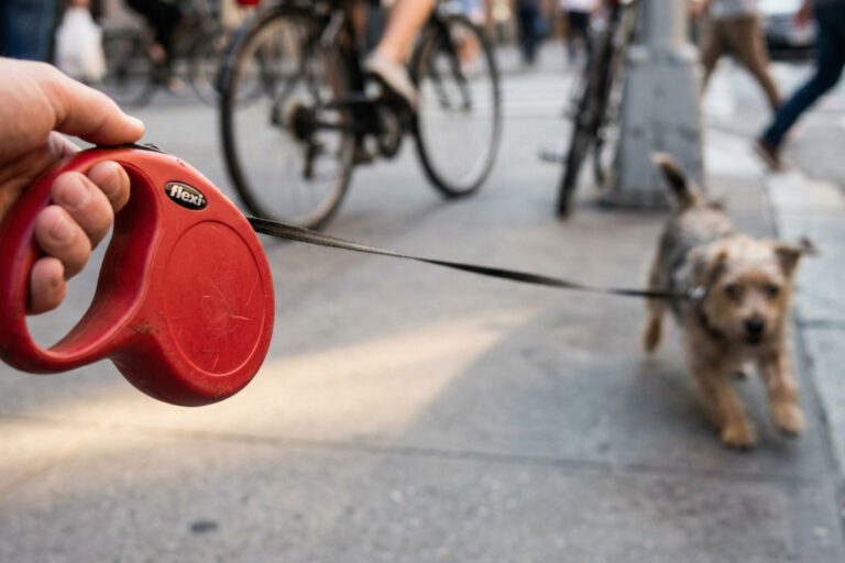 smycz automatyczna dla psa