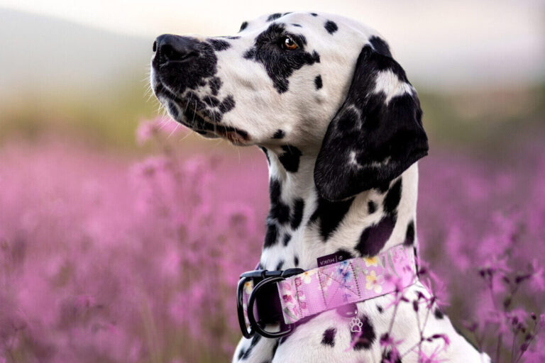 jak dobrać obrożę dla psa