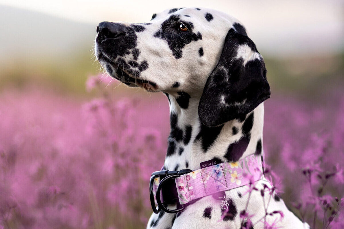 jak dobrać obrożę dla psa