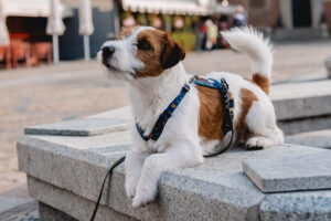 jak skompletować zestaw dla psa